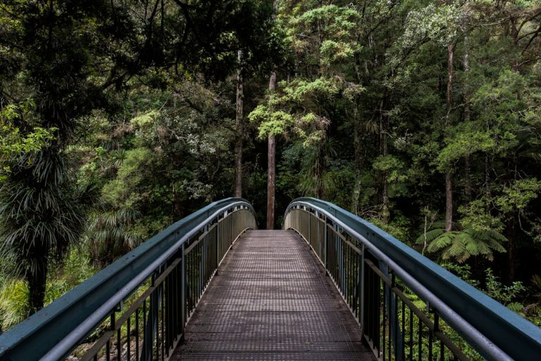 Into the Wild: Hiking Off the Grid for a Digital Detox